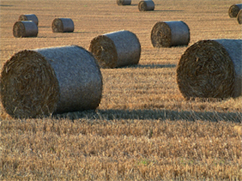 Supplementary Feed Wanted Waikato Sell Your Silage Bop